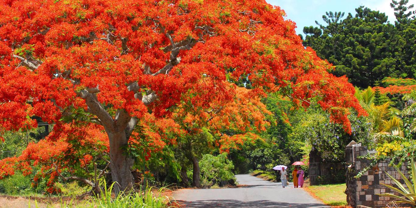 mauritius-mauritius-1366×683-83193